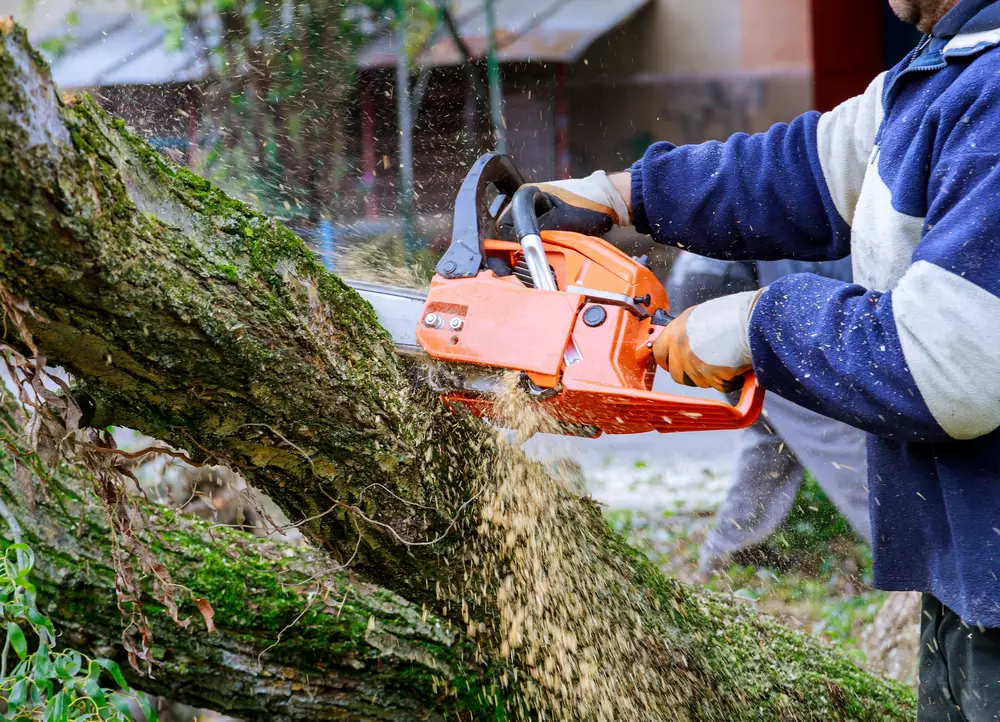 Service d'élagage près de Périgueux