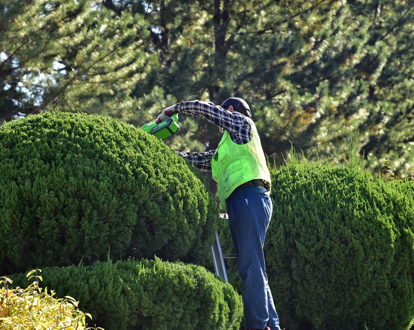 Service d'élagage près de Périgueux